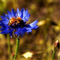 Bee