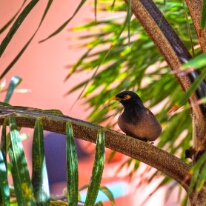 Hawaiian Bird