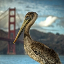 Keeper of the Golden Gate