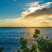 Boat Plant 1 Hawaiian Sunset