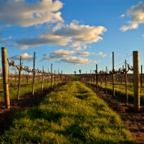 Vineyards - Livermore, CA